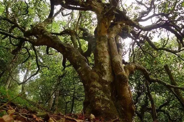 冰島！普洱茶界最有名的山頭，一次性把冰島茶講清楚！
