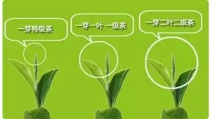 普洱茶如何分級(jí)？