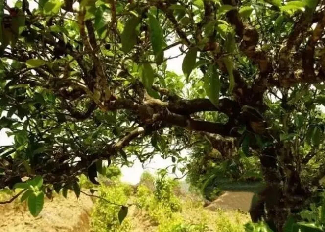 如何鑒別普洱茶樹齡？