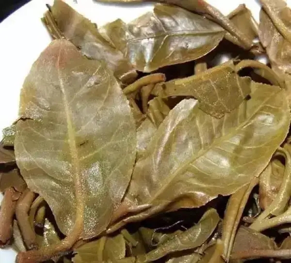 怎么看古樹普洱茶葉底？