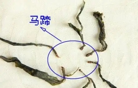 馬蹄竟然還能喝？普洱茶里的馬蹄你有了解過嗎？