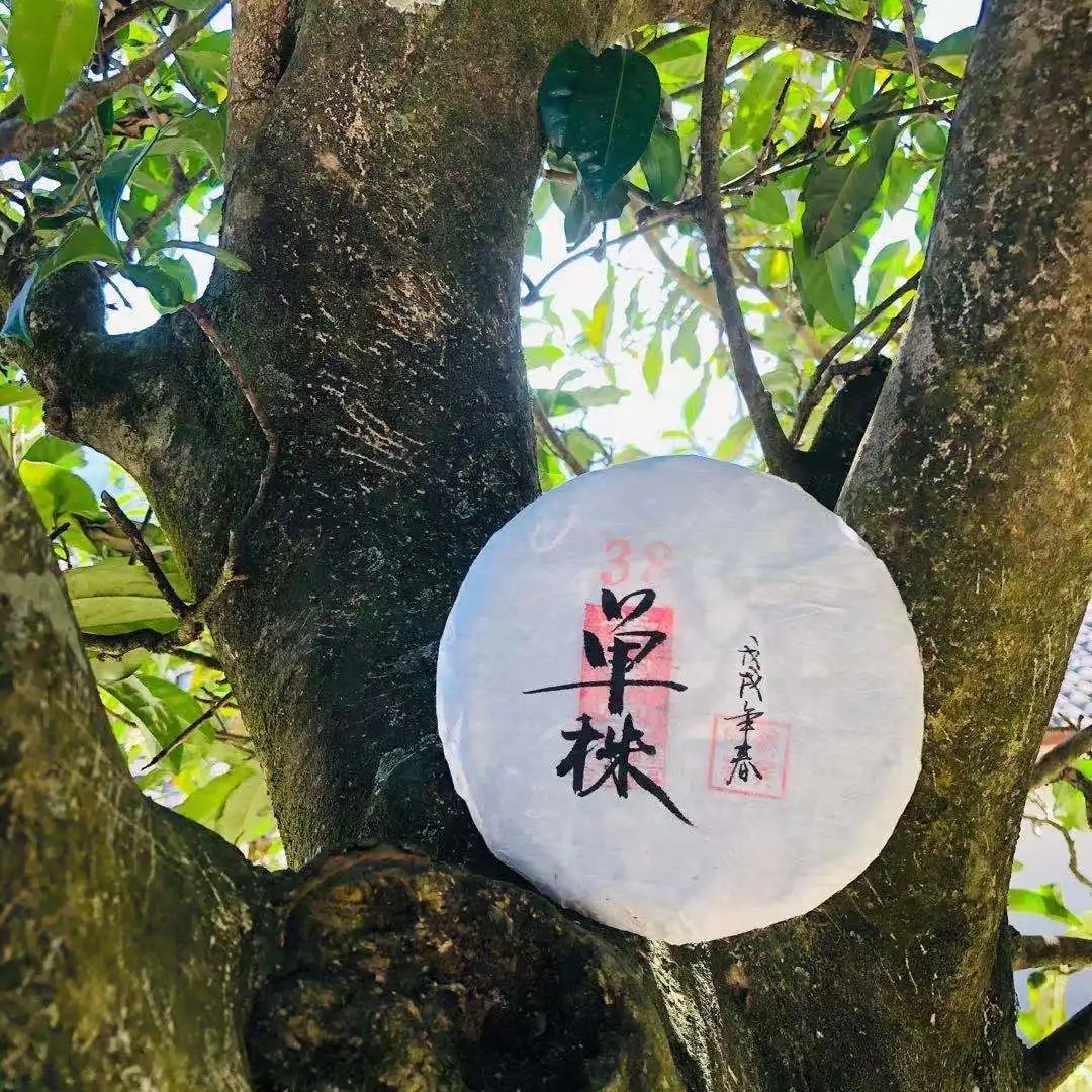 普洱茶單株是什么，好在哪里？