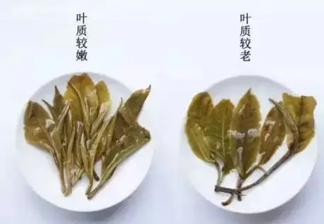 生普？熟普？如何挑選一款普洱茶？
