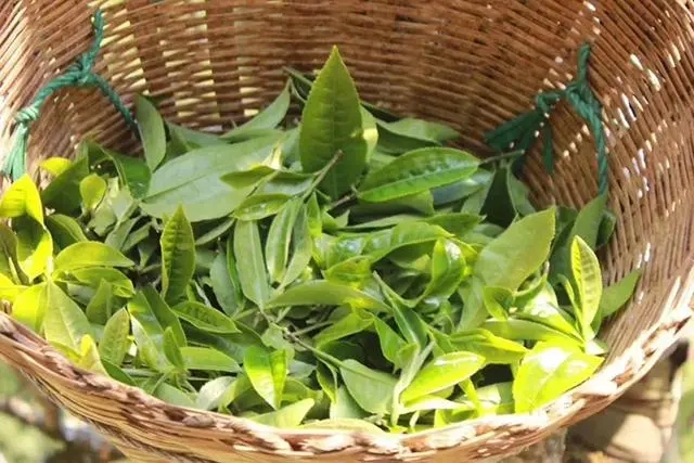 普洱茶3大核心產(chǎn)區(qū)，請(qǐng)好好收藏！