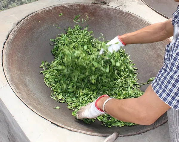 “殺青”是如何影響普洱茶品質(zhì)的？