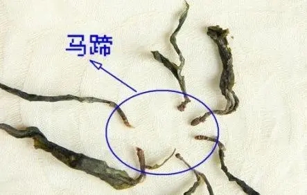 馬蹄竟然還能喝？普洱茶里的馬蹄你有了解過嗎？