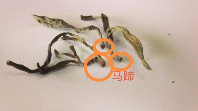 “馬蹄梗”多少跟季節(jié)有關系？