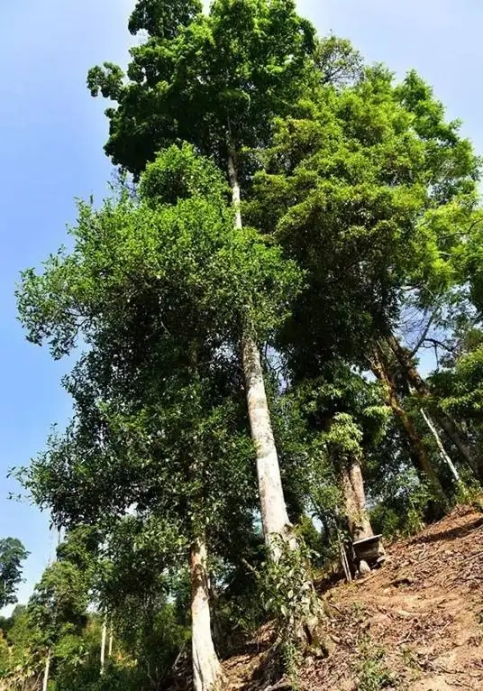 普洱茶概念中的“國有林”、“高桿古樹”是怎么樣的存在？