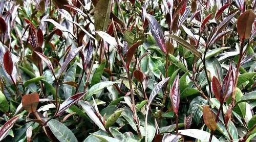 紫芽普洱是什么茶？