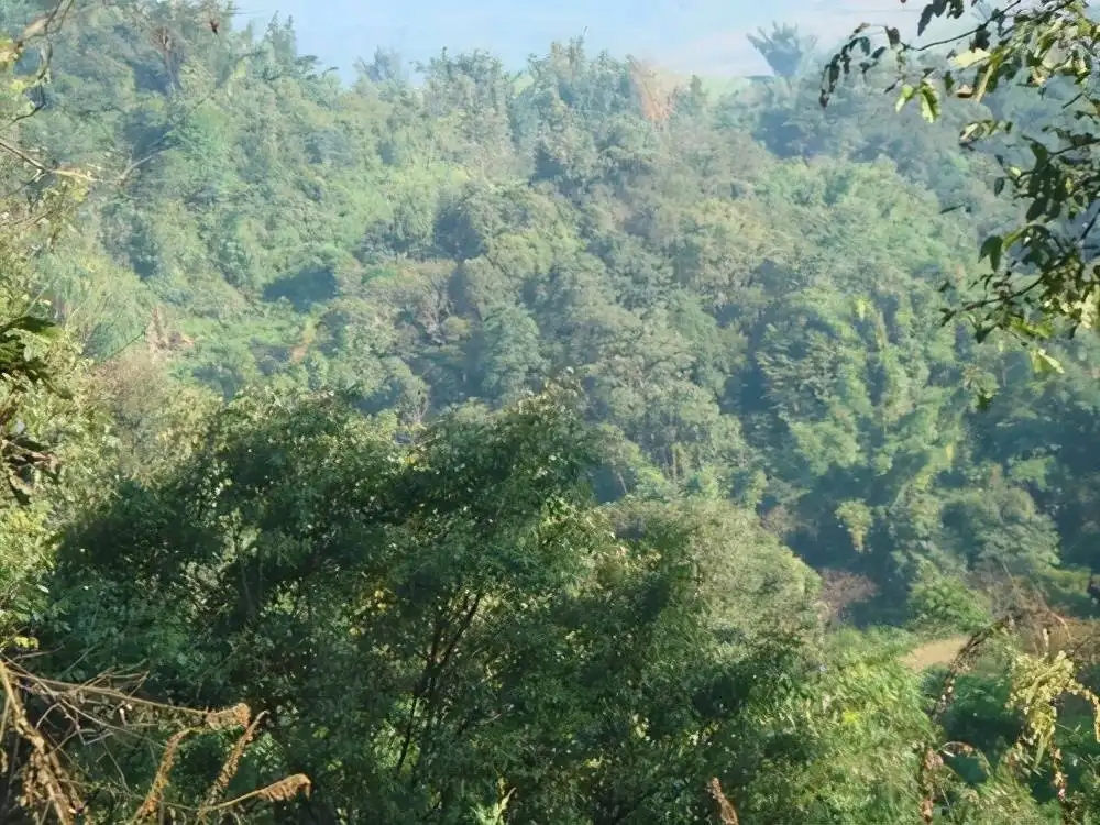 茶山紀(jì)實(shí)：再進(jìn)犀牛塘，不一樣的感覺；菁瑤可以預(yù)見的豐收年