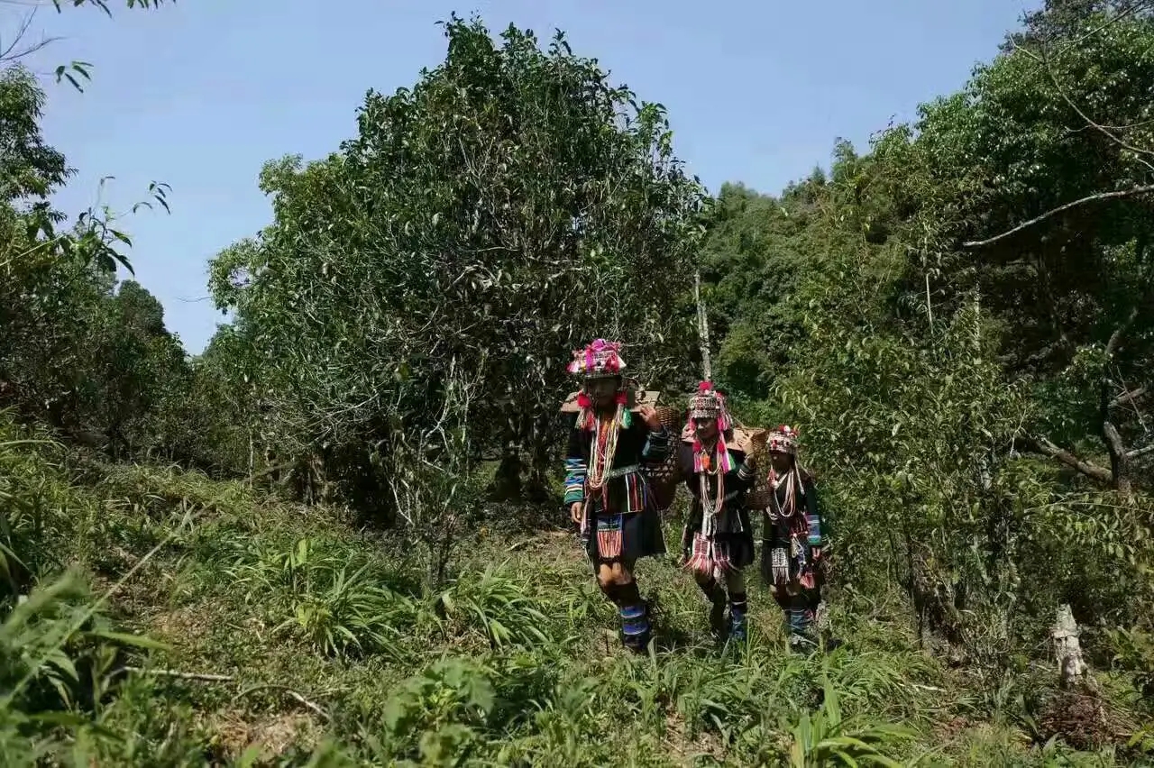 【好茶知味】南糯山石頭老寨拔瑪古樹：醇柔之質(zhì)，綿遠之韻