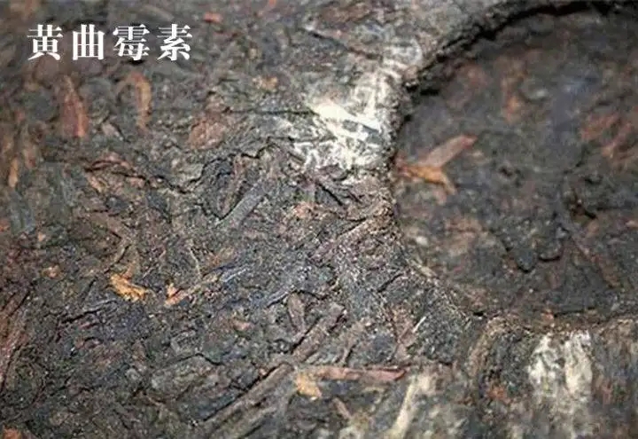 普洱茶有黃曲霉毒素，喝了會致癌？不黑不吹，咱用事實說話