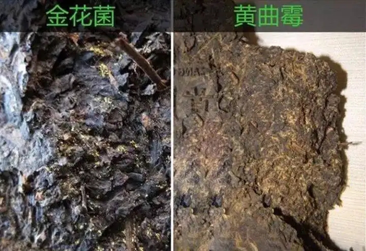 從普洱茶致癌論說(shuō)開(kāi)，再談普洱茶與黃曲霉毒素的關(guān)系。