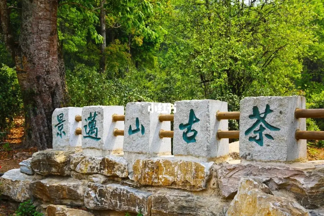 普洱茶的年份：新茶、老茶、中期茶、印級(jí)茶、古董茶