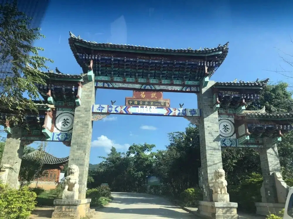 古樹茶年份越老，茶葉就越好嗎？影響茶葉品質的因素有哪些？