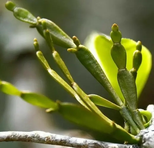 “螃蟹腳”是什么？