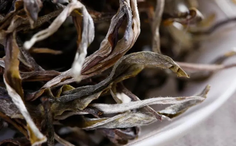 普洱茶樹生長的海拔越高，品質(zhì)就越好嗎？