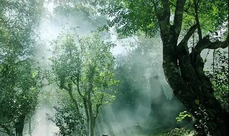 獨有神韻的瀾滄景邁古樹茶！