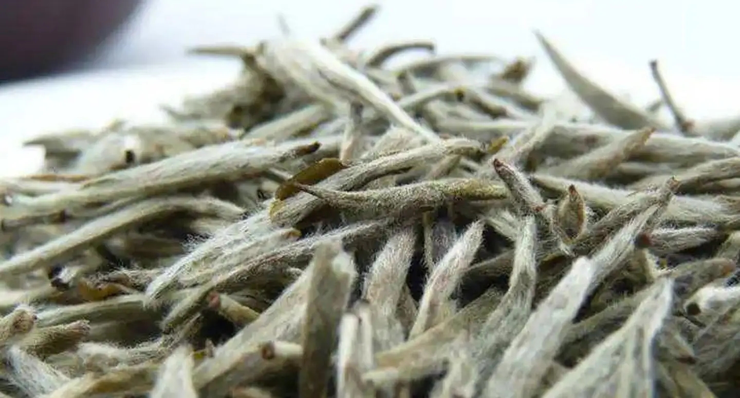 茶毫越多的茶，品質(zhì)就越高嗎？