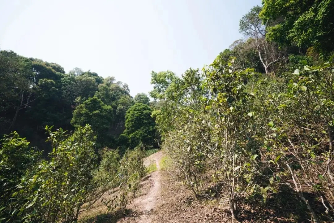 易武荒韻， 秘境白茶園