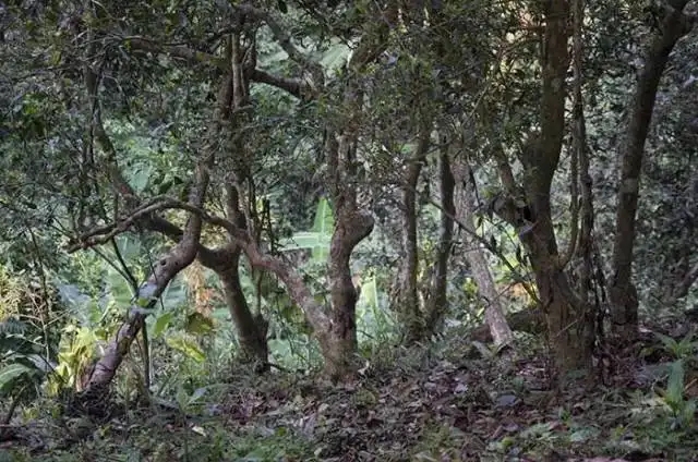 一山一味，山頭茶存在的意義究竟是什么？
