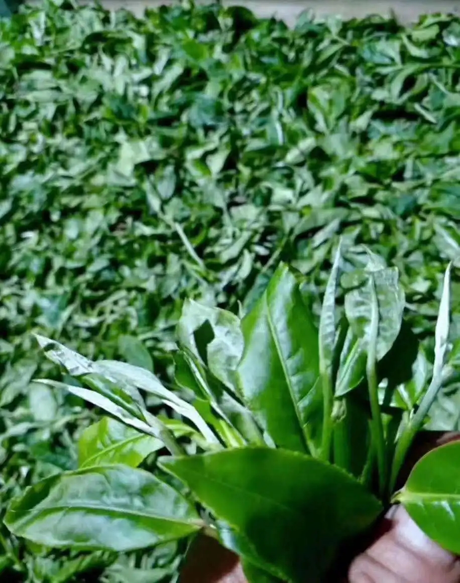 【答疑解惑】關(guān)于勐庫大葉種，你了解多少？