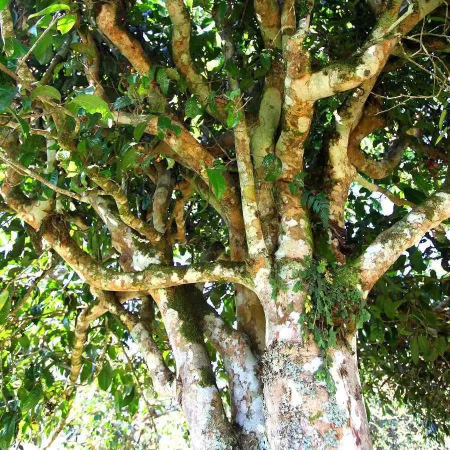 來(lái)自易武秘境的至味臻品！氣韻強(qiáng)勁，余韻深邃，一口喚醒你的味蕾~