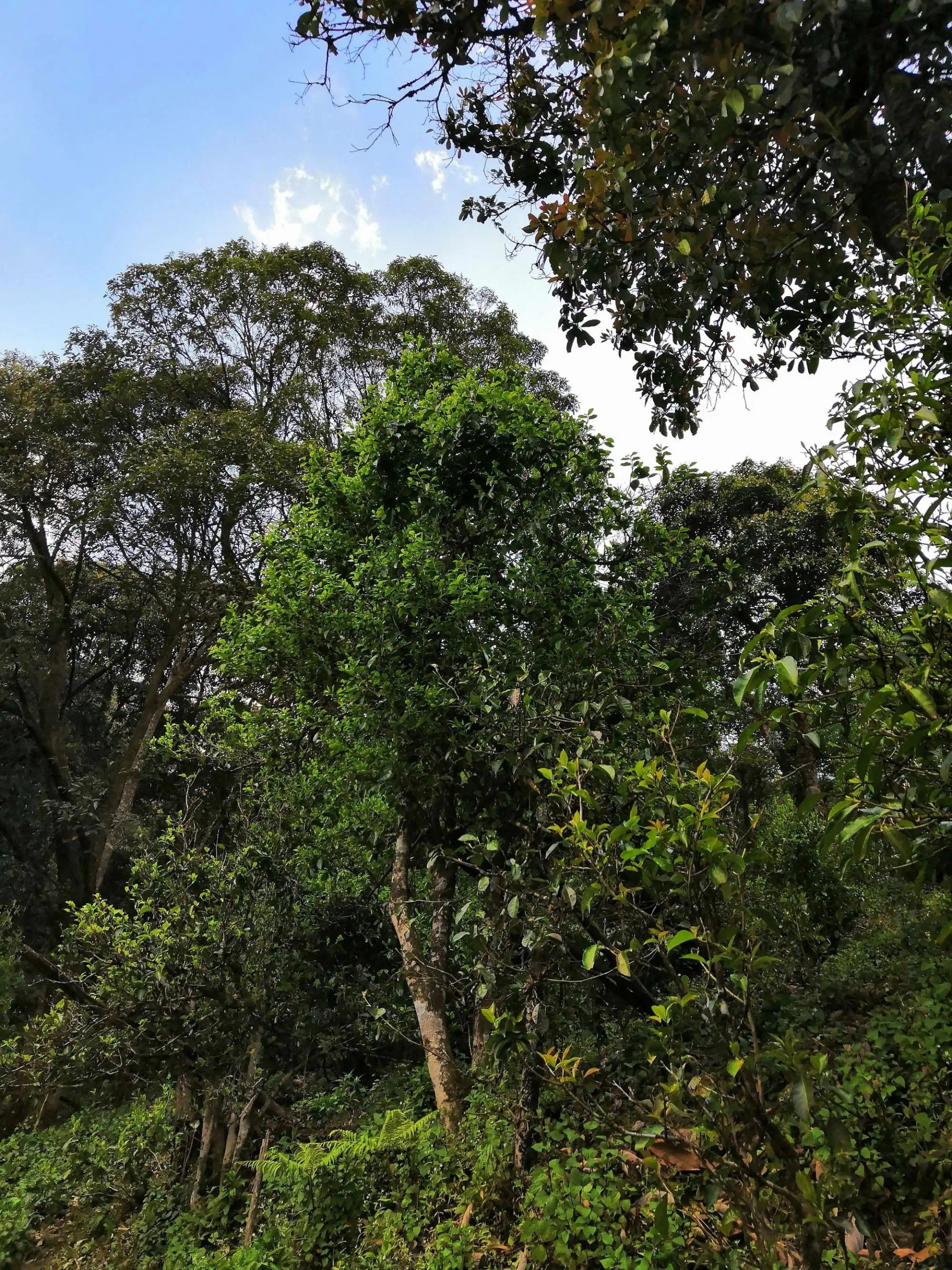 古樹茶的市場(chǎng)，未來該如何發(fā)展？