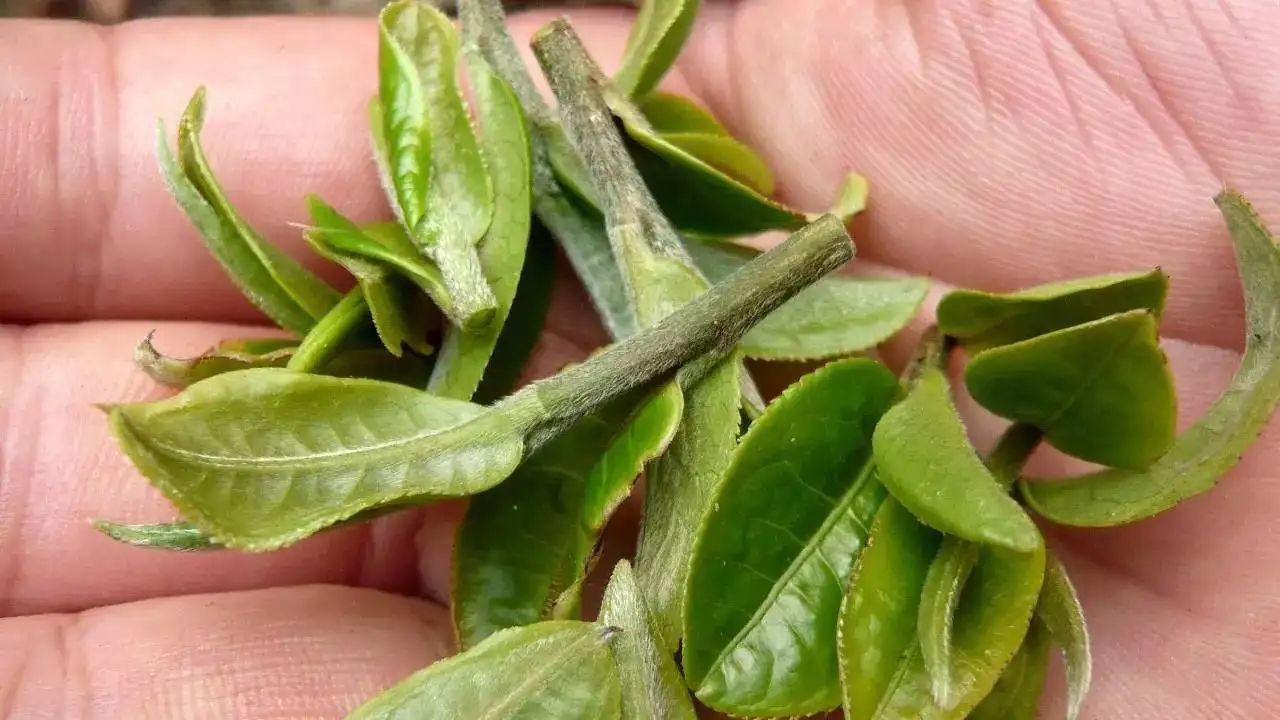 云南大葉種曬青毛茶，是什么茶？