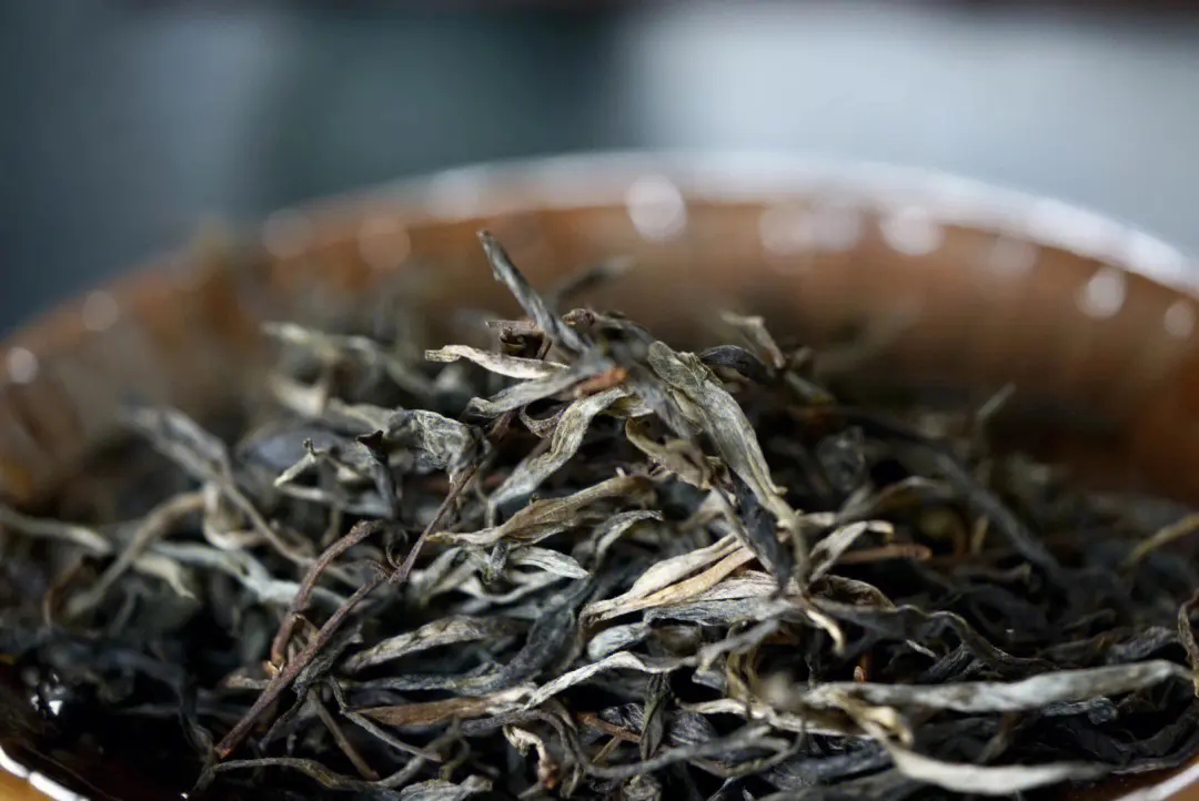 2023年老班章古樹春茶口感！