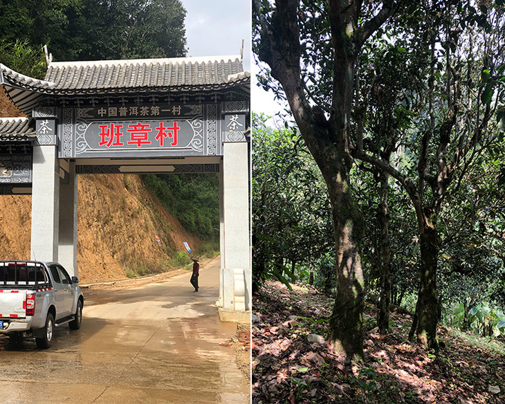 2023年新班章古樹春茶品質(zhì)怎么樣？