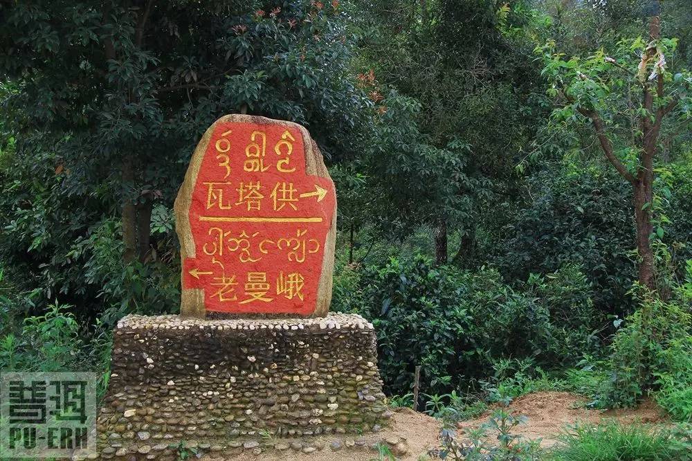 2023年老曼峨古樹春茶特點是什么？