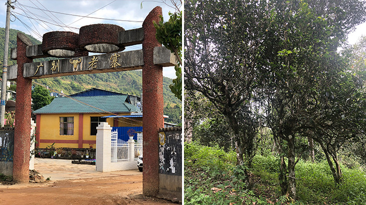 2023年廣別老寨古樹春茶多少錢一公斤？