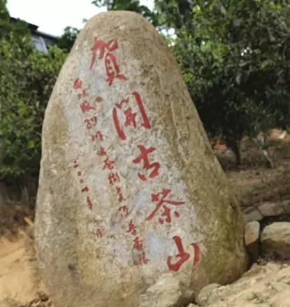 2023年賀開古樹春茶品質(zhì)如何？