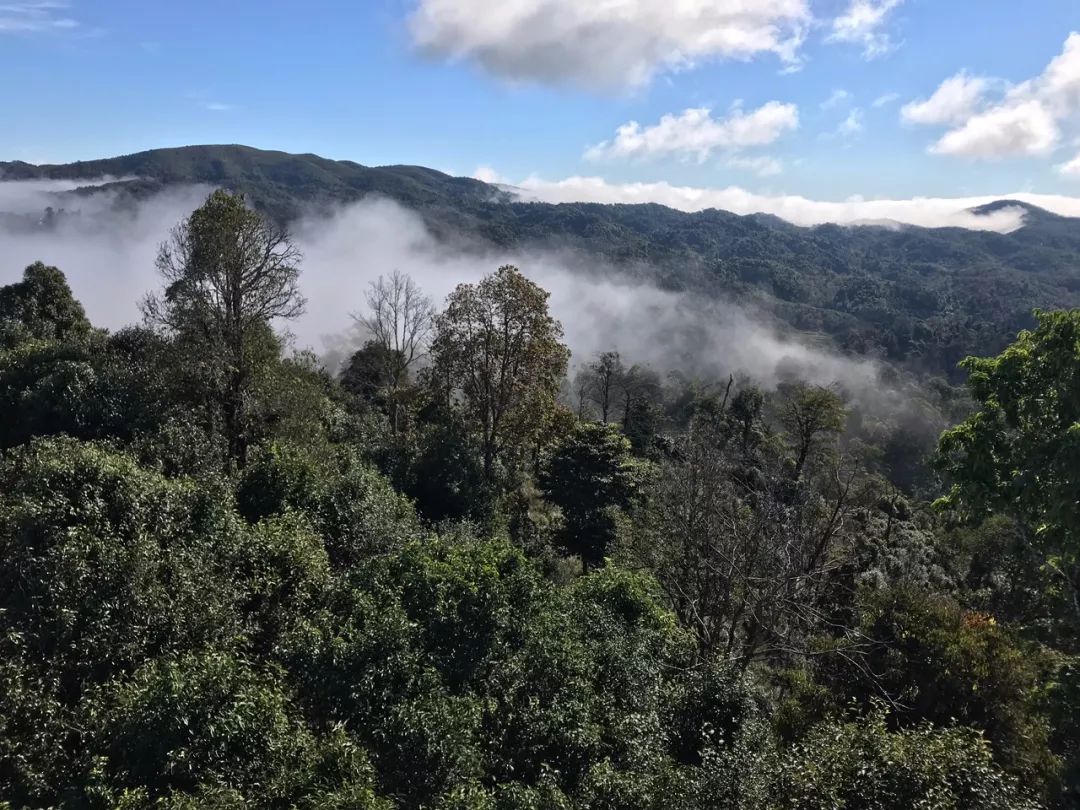 2023年賀開古樹春茶特點(diǎn)是什么？