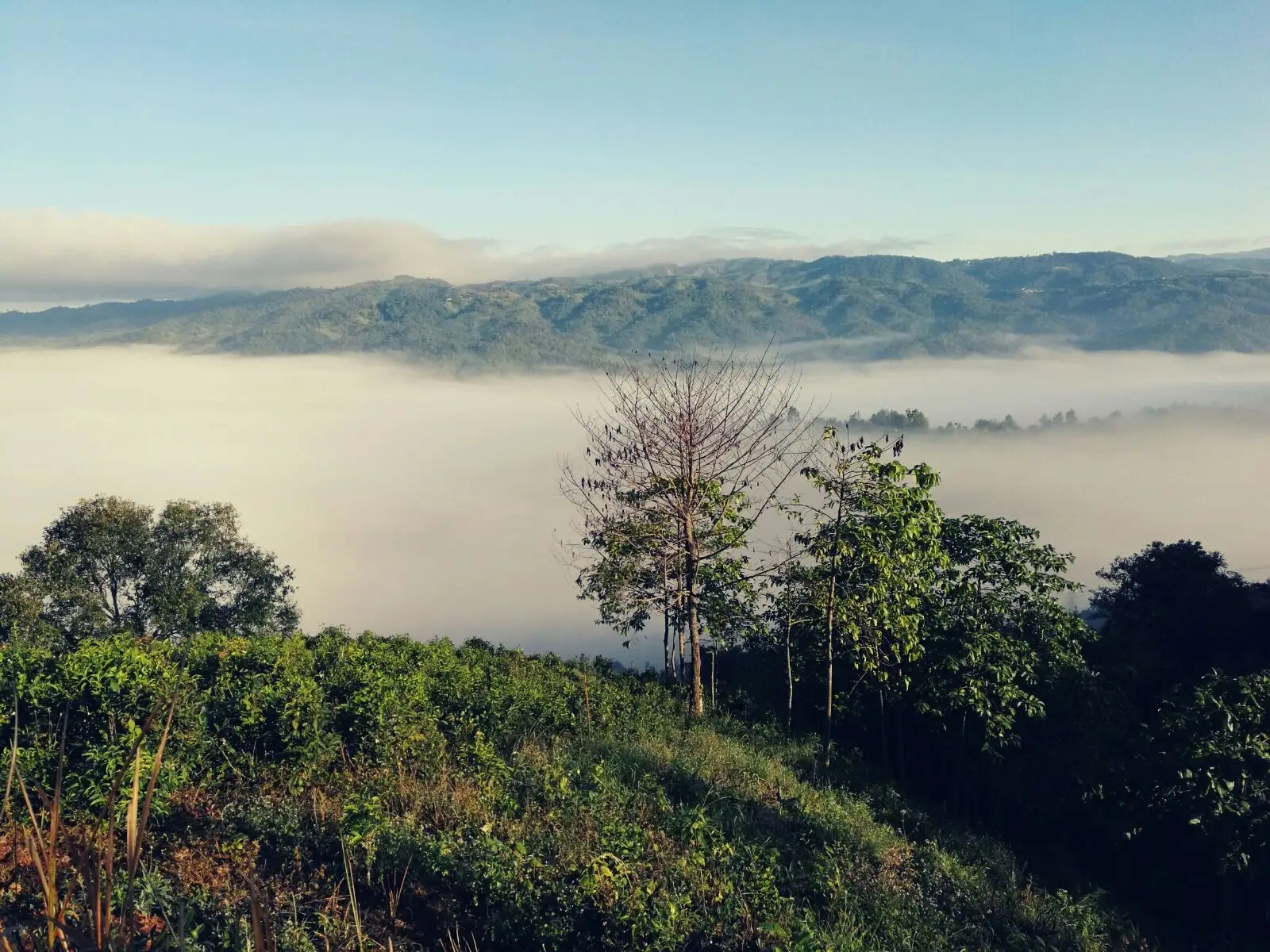 2023年賀開(kāi)古樹(shù)春茶價(jià)格是多少？