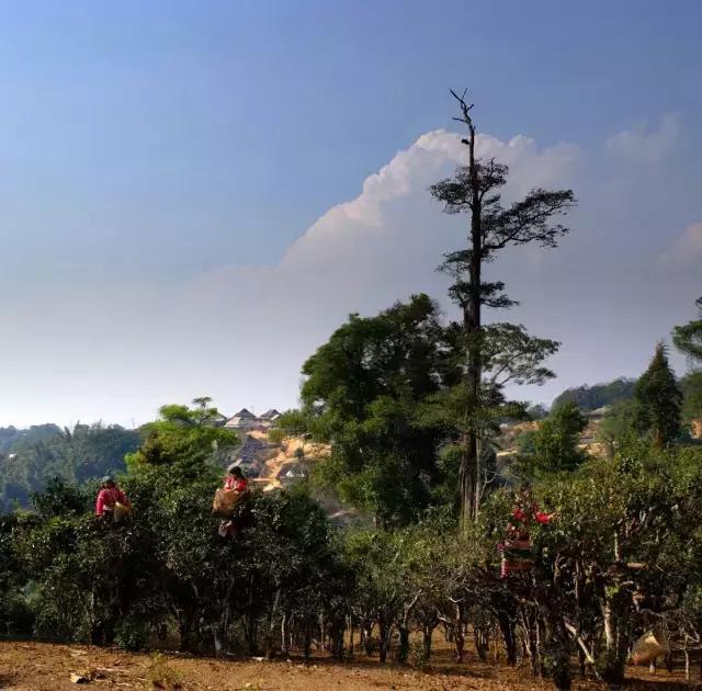 2023年賀開古樹春茶多少錢一公斤？