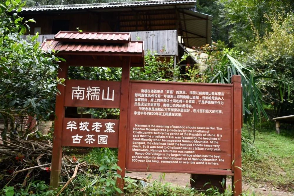 2023年半坡老寨古樹春茶口感是什么？