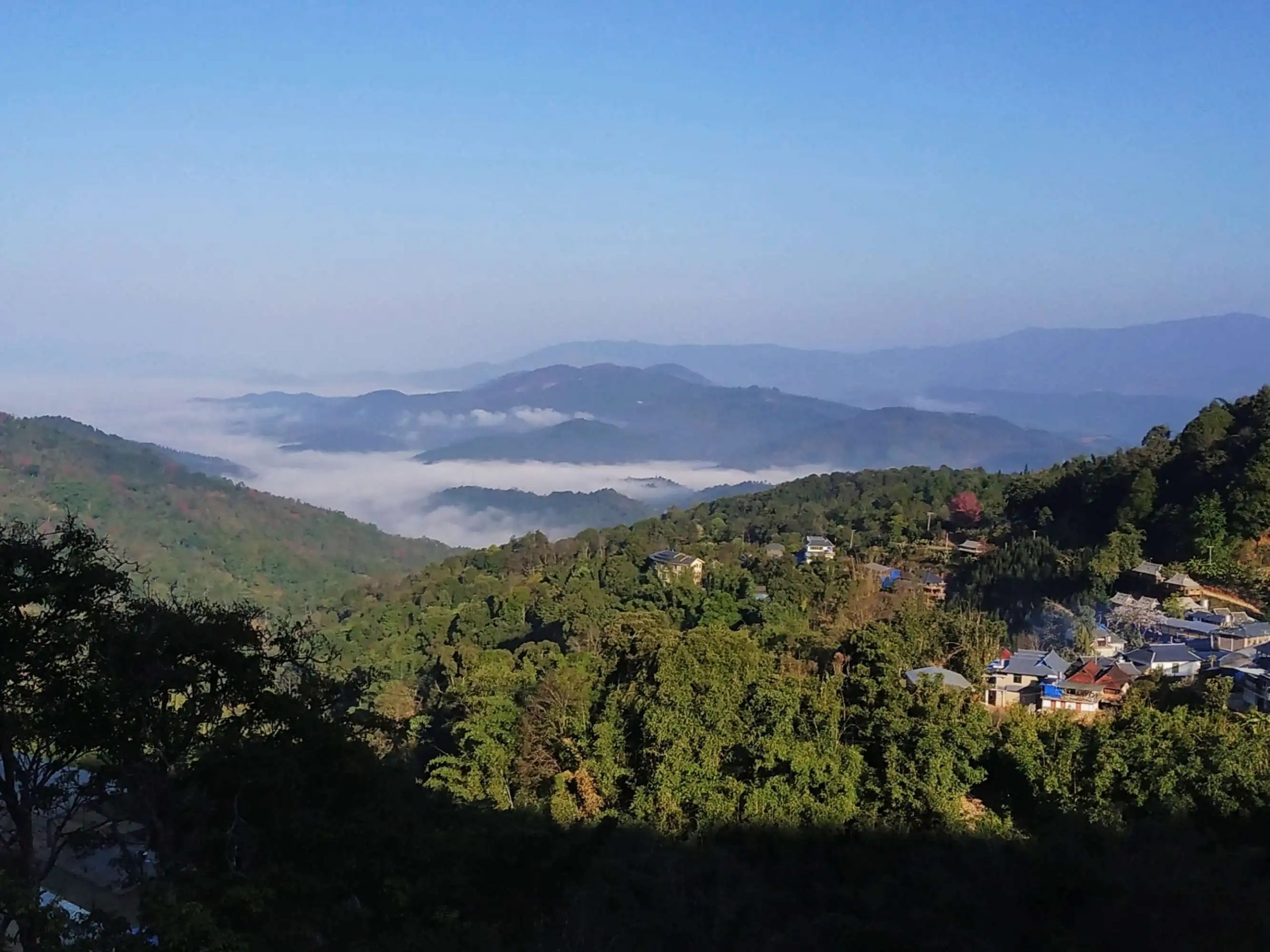 2023年南糯山古樹春茶口感如何？