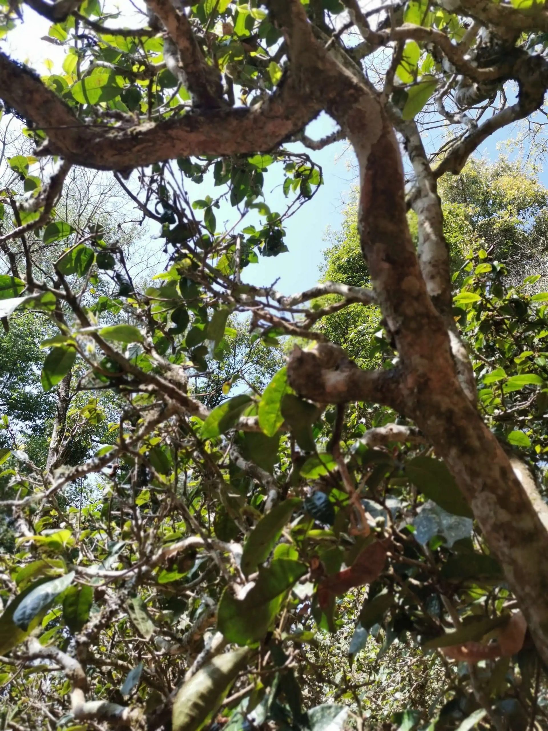 2023年那卡古樹(shù)春茶特點(diǎn)是什么？