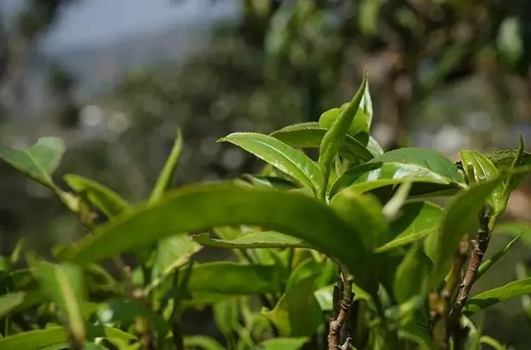 2023年那卡古樹春茶多少錢一公斤？