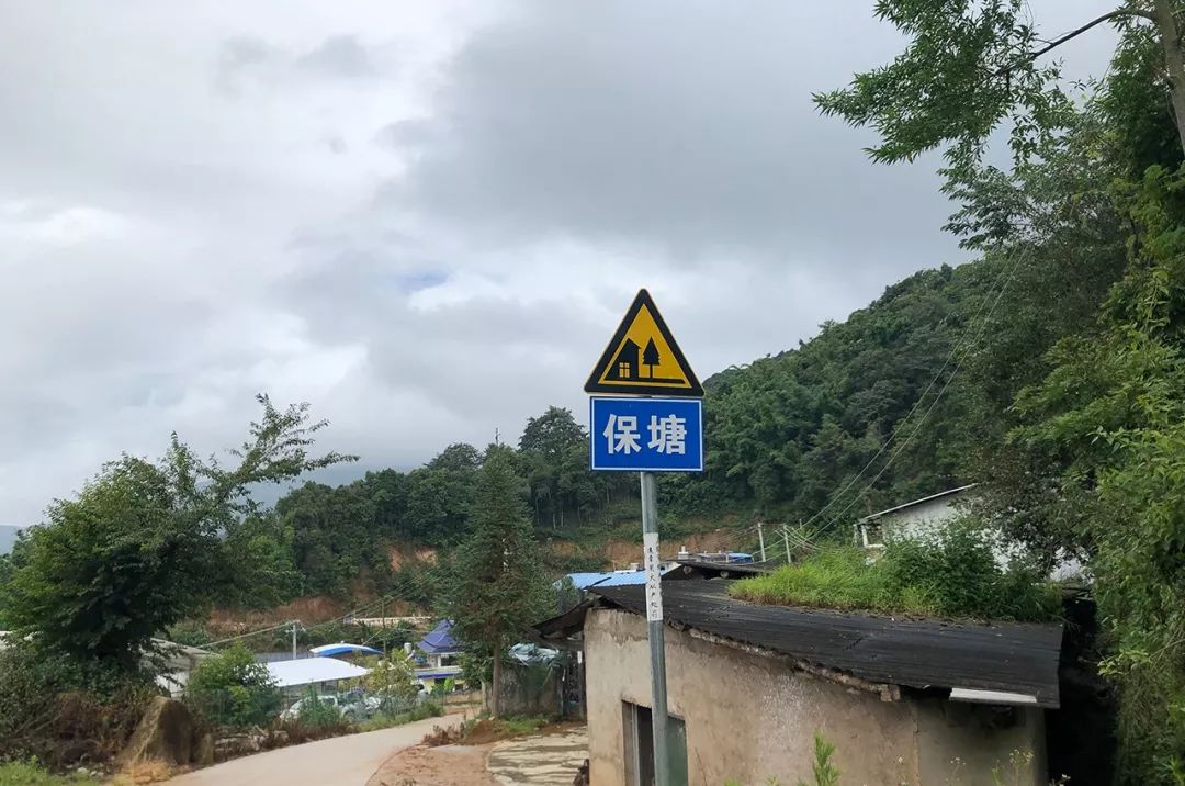 2023年保塘老寨古樹(shù)春茶特點(diǎn)是什么？