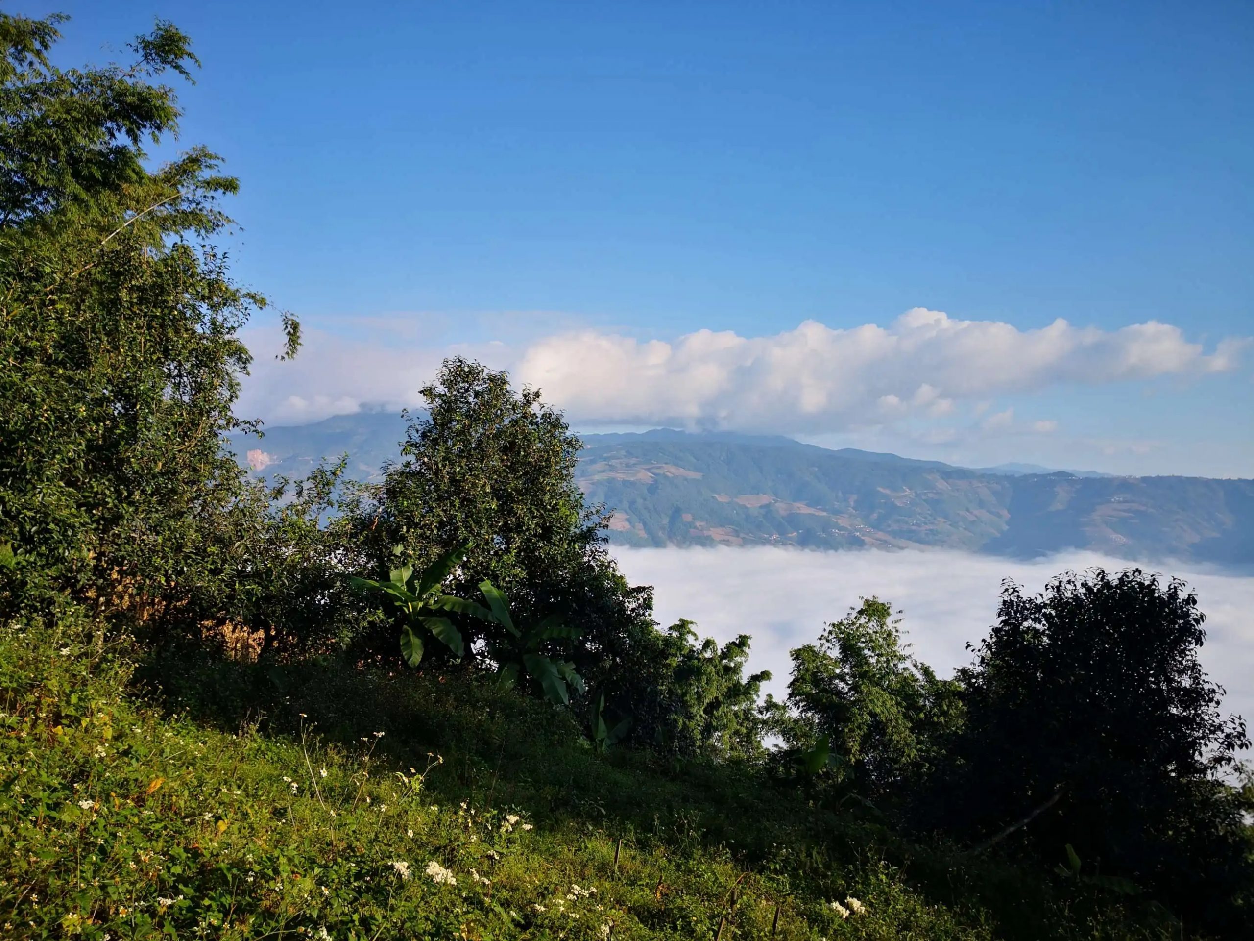 2023年邦崴古樹 春茶品質(zhì)如何？