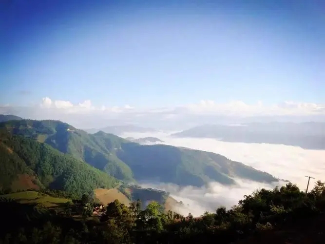 2023邦崴古樹春茶特點(diǎn)是什么？