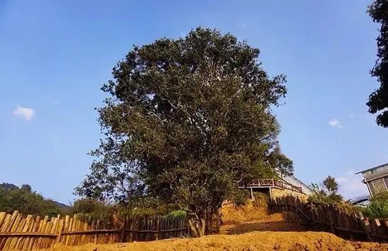 2023年邦崴古樹春茶價(jià)格多少？