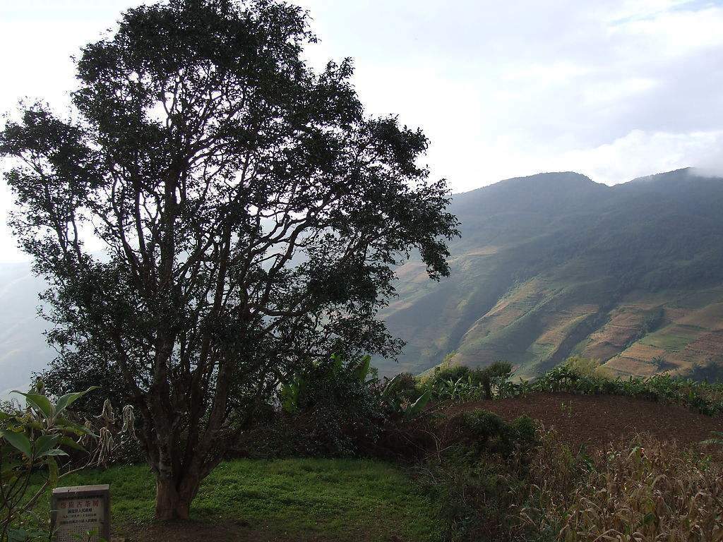 2023年邦崴古樹春茶多少錢一公斤？