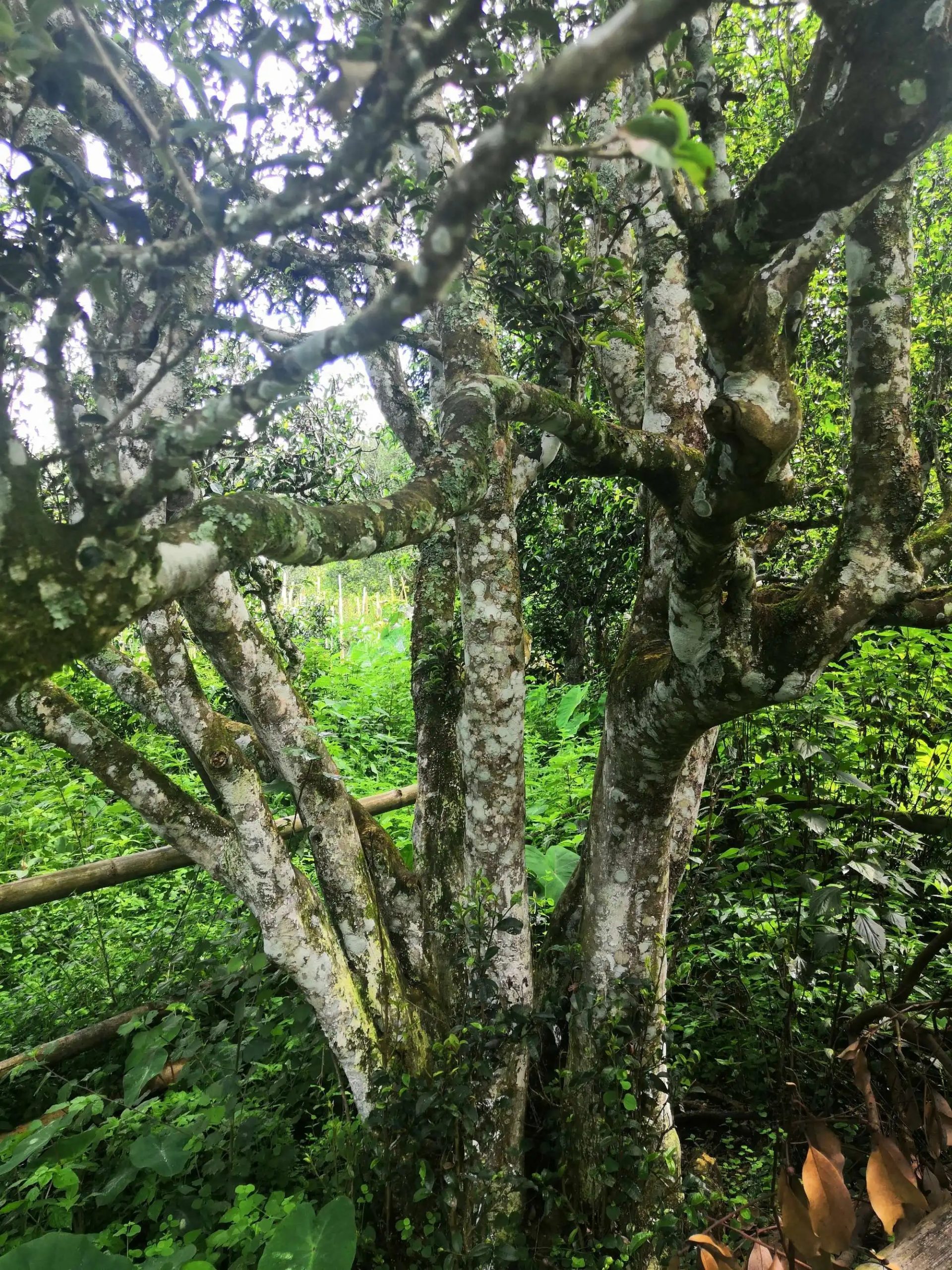 2023年困鹿山古樹春茶多少錢一公斤？