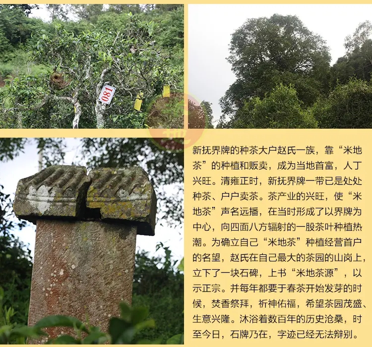 2023迷帝古樹春茶品質(zhì)如何？