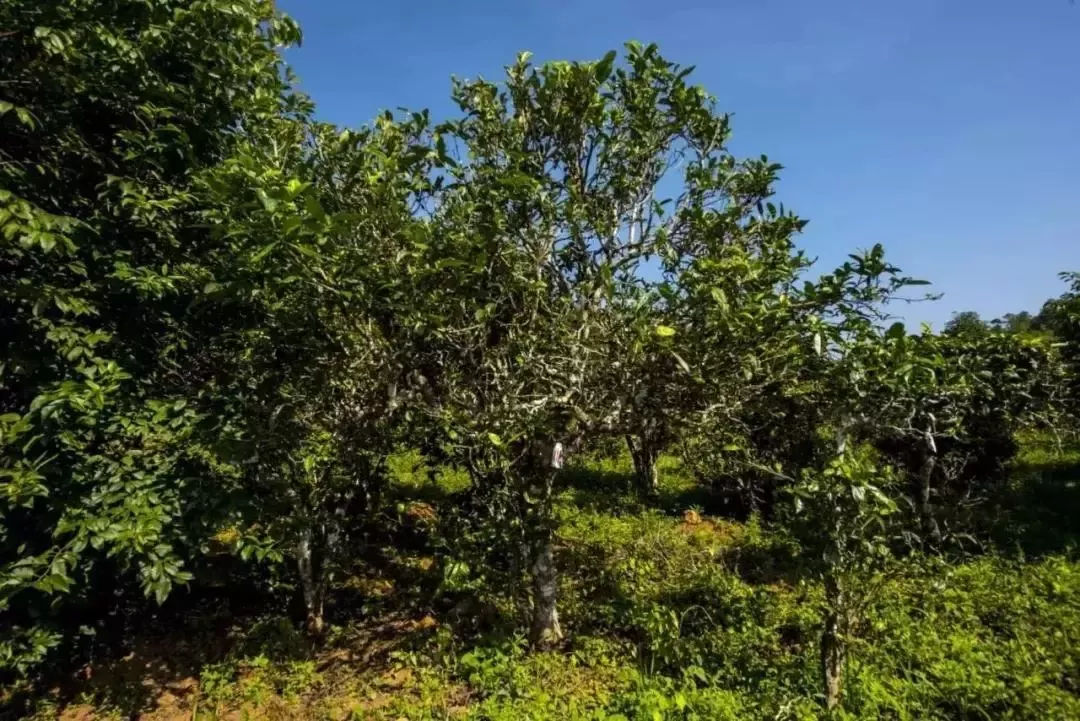 2023年迷帝古樹春茶口感怎么樣？