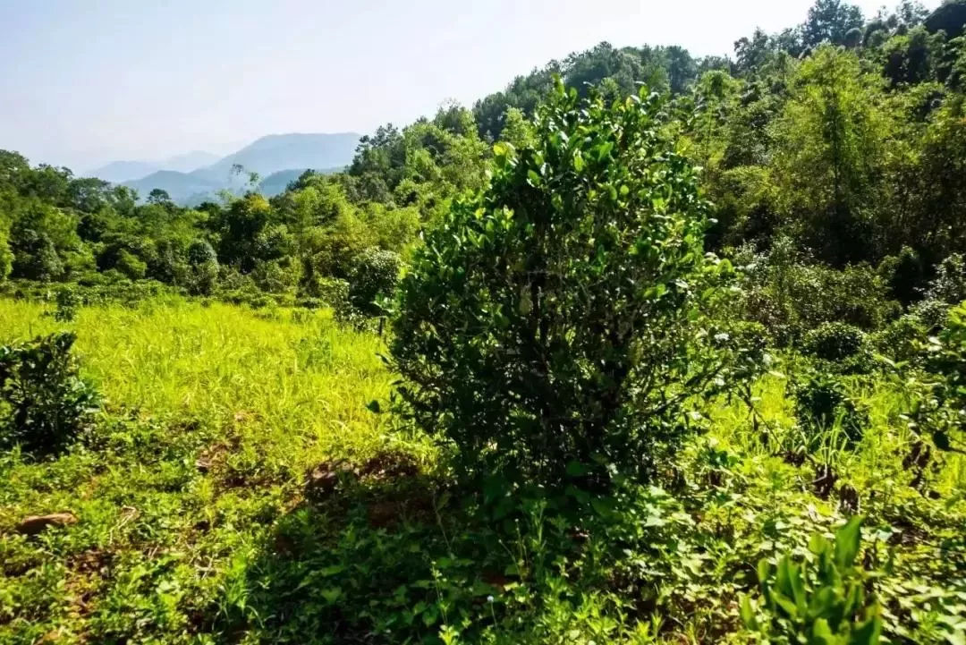 2023年迷帝古樹春茶特點是什么？